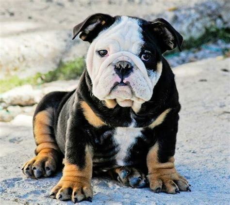 Several gene variants are known to produce dilute coloration in dogs. Beautiful colored baby bulldog : Bulldogs