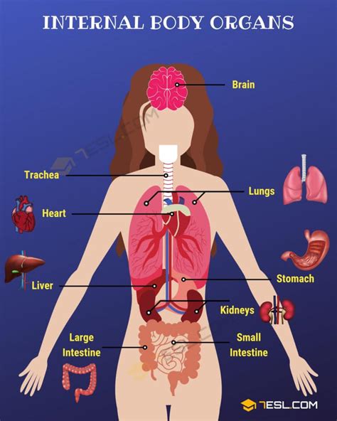Body Parts Parts Of The Body In English With Pictures 7esl