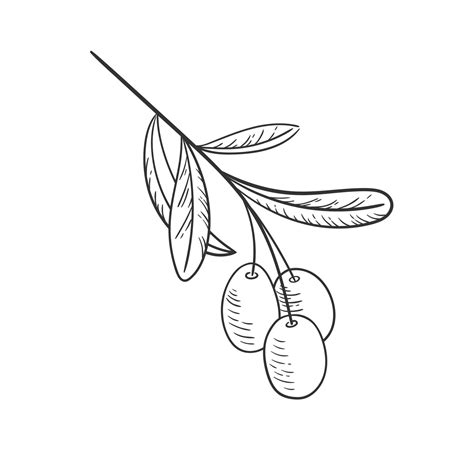 Branch Olive Vector Illustration Black Sketch In Hand Drawn Style