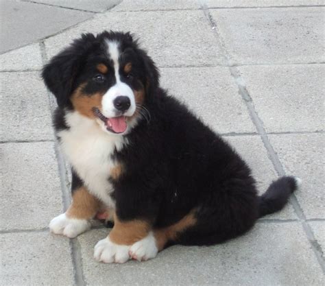 Bernese Mountain Dog Info Temperament Puppies Training