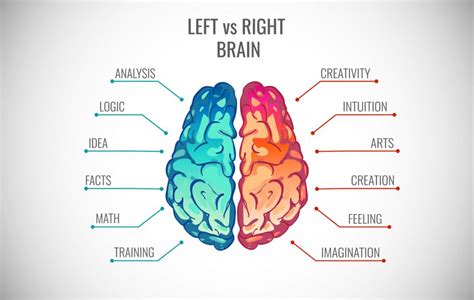 What Does The Right Side Of The Brain Control Sipooter