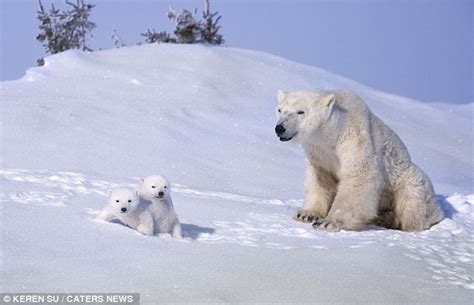 Playful Polar Bears Have Fun With Mum As They Frolic In The Snow