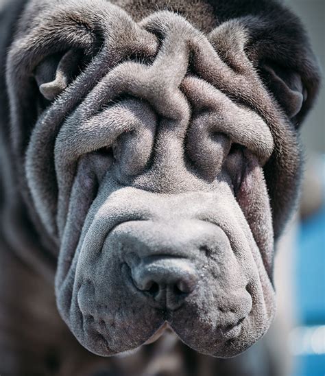 Top 91 Pictures Photos Of Shar Pei Stunning