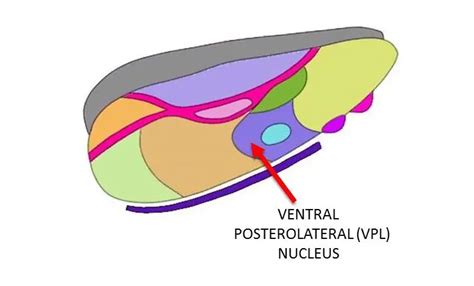 Ventral Posterolateral Nucleus Vpl Definition