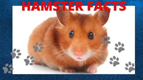 Hamster Facts Youtube