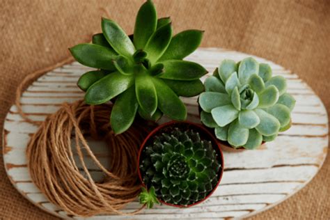 Buy me a coffee to say thanks and. Best Indoor Plants for Apartments - Earn Spend Live