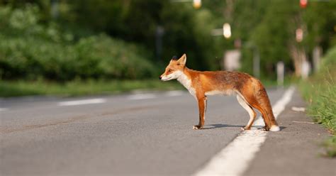 Wildlife Crossings How They Protect Individuals Species And Ecosystems