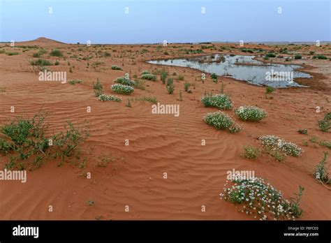 Desert Landscape After The Rains Saudi Arabia Stock Photo Alamy
