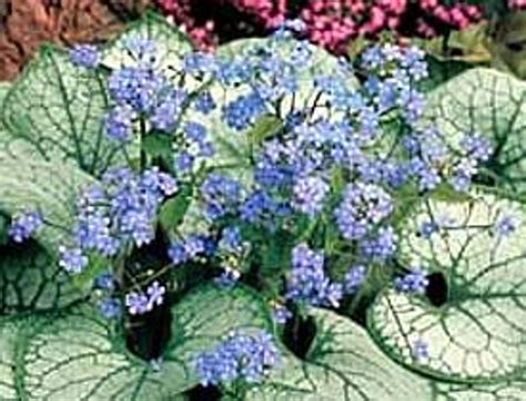 Jack Frost Brunnera Shade Blue Flowers Live Plant Gallon Pot