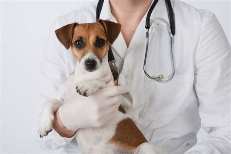 Vet And Dog Itchy Dog Solutions