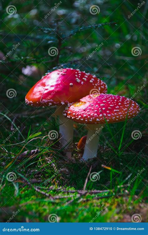 The Red Mushrooms Stock Photo Image Of Mushroom Grass 138472910