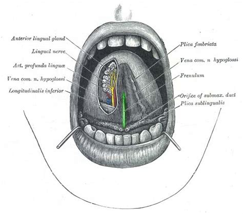 Related Image Anatomy Of The Tongue Anatomy Human Tongue