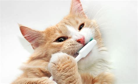 Cats Exclusively Veterinary Hospital Dental Care