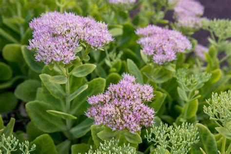 Sedum Plant Care And Growing Guide