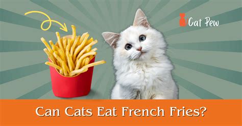Can Cats Eat French Fries Cat Pew