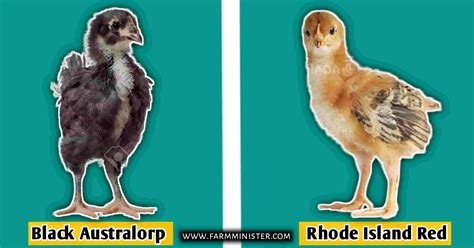 Australorp Vs Rhode Island Red 2 Best Chicken Breeds