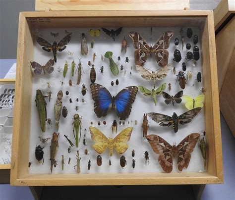 Bohart Museum Of Entomology A Need To Raise Funds For Traveling Display Boxes Bug Squad Anr