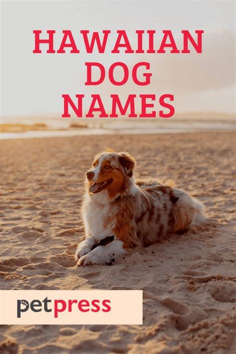 170 Cool And Beautiful Hawaiian Dog Names With Meanings