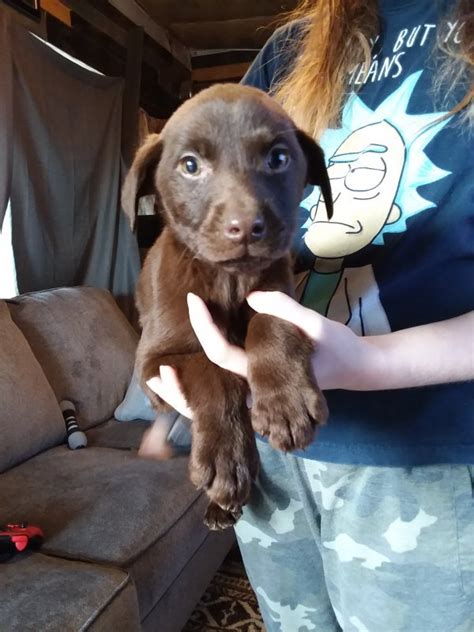 This puppy can prove to be quiet a handful with its. Labrador Retriever Puppies in Belfair, Washington