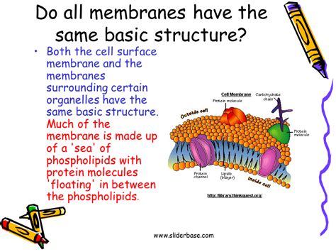 Membrane Structures And Functions