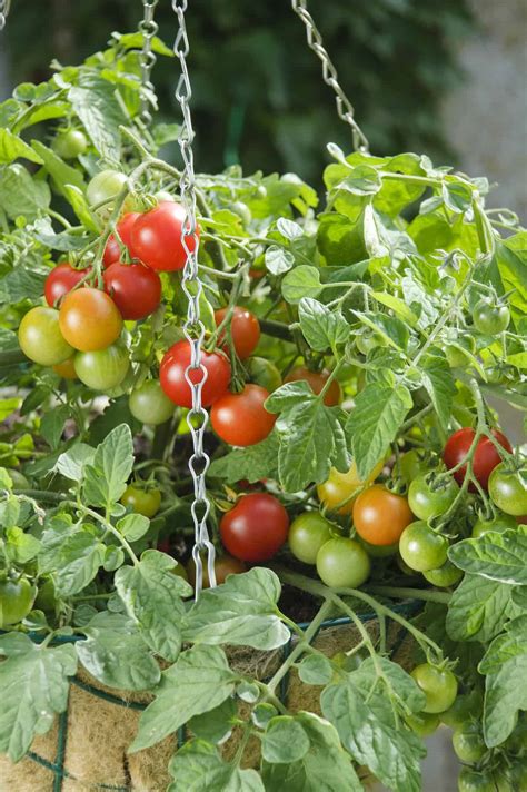 Intensely sweet, flavorful, small red tomatoes. Tomato Terenzo F1 | All-America Selections