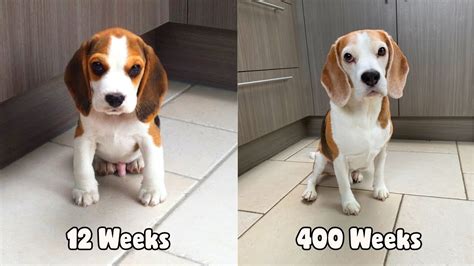 My Beagle Dog From 12 Weeks To 8 Years Old In Under 3 Minutes Louie