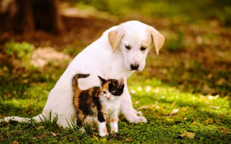 Cute Cats And Dogs Wallpaper 54 Images