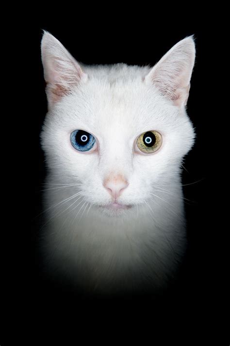 Did You Know That A White Cat With Different Colored Eyes Is Often Deaf