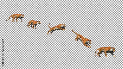 Bengal Tiger Pose Jump Animation With Pose To Pose By 3d Rendering