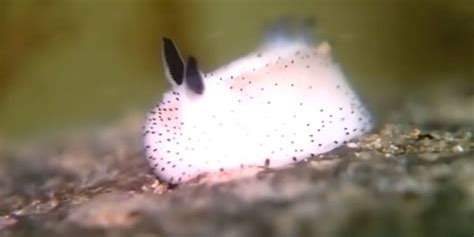Sea Bunnies Exist And Youre Going To Fall In Love With Them