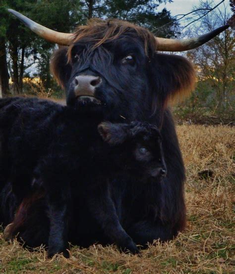 Our First Black Bull Calf 2011 Galena And Brutus Scottish Highland