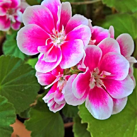 It does best with low, indirect light, which makes it a great indoor plant for the home and office. 12 Indoor Plants that can make your home smell amazing ...