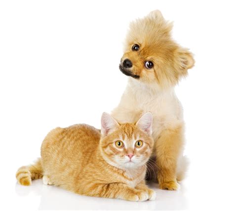 Maybe you would like to learn more about one of these? Cat or Dog for the Family Pet? - The 3 Deciding Considerations