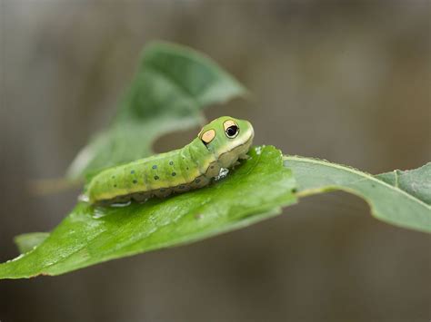 10 Remarkable Types Of Caterpillars And What They Become