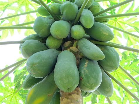Check spelling or type a new query. Paw Paw tree, another fruit to add to the backyard ...
