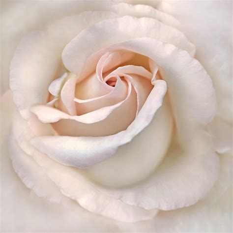 The Angel S Rose Flower Photograph By Jennie Marie Schell Fine Art