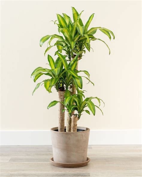 17 Best Indoor Trees And Tropical Plants To Grow In Your House