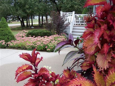 Perennial Passion Sedum Autumn Joy Turns Pink And Fraternal Twin Coleus