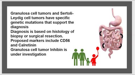 Ovarian Tumors Sex Cord Stromal Granulosa Cell Tumor Fibroma Androblastoma Usmle Nclex Mcat 3