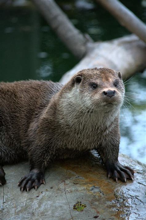 250 Super Cute Otter Names Pethelpful