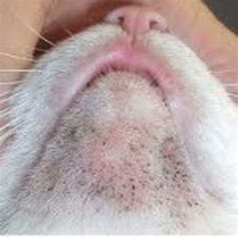 In many cases symptoms are mild and the disease does not require treatment. Hair Loss In Cats Around Neck - toxoplasmosis