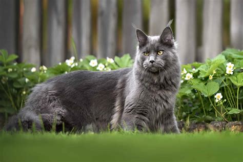 Grey Maine Coon Facts Patterns And Traits With Pictures