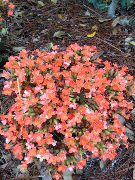 Hours may change under current circumstances Flowering plants of Naples, FL | Planting flowers, Plants ...