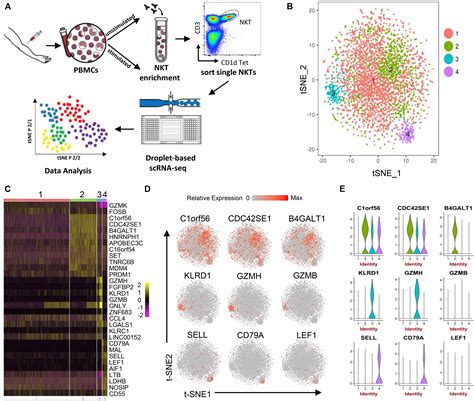 Frontiers Single Cell Rna Seq Analysis Uncovers Distinct Functional