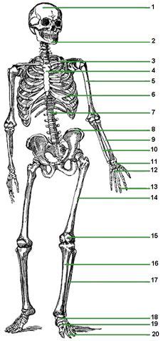 It is not reliant on whether the patient is standing, supine, prone, sitting, etc. Human anatomy unit on Pinterest | Human Body, Human Anatomy and Respiratory System
