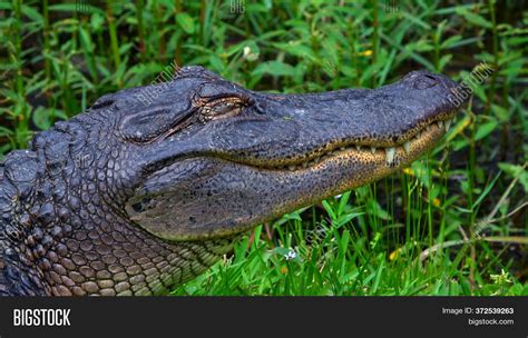 Big Alligator Swamps Image Photo Free Trial Bigstock