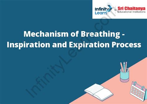 Mechanism Of Breathing Inspiration And Expiration Process Infinity