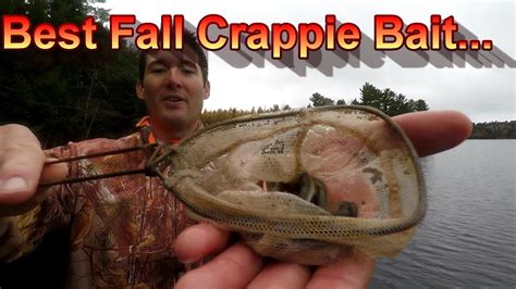 Crappie Bait The Best Fall Crappie Bait Youtube