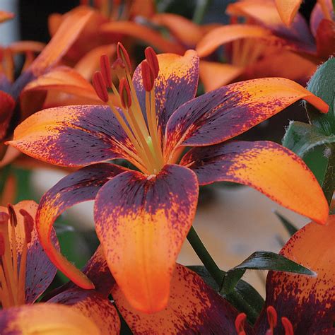 Lily Asiatic Orange Art Tango Lily New Easy To Grow Bulbs