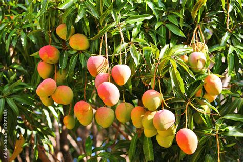 Mango Tree With Ripening Fruits Stock Photo Adobe Stock